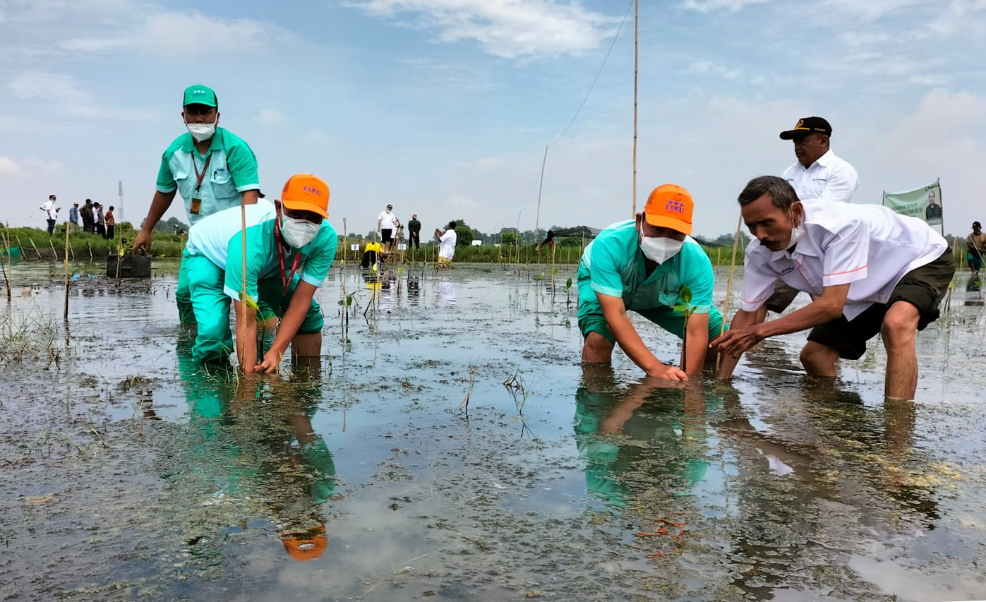 インドネシアにおける植林活動